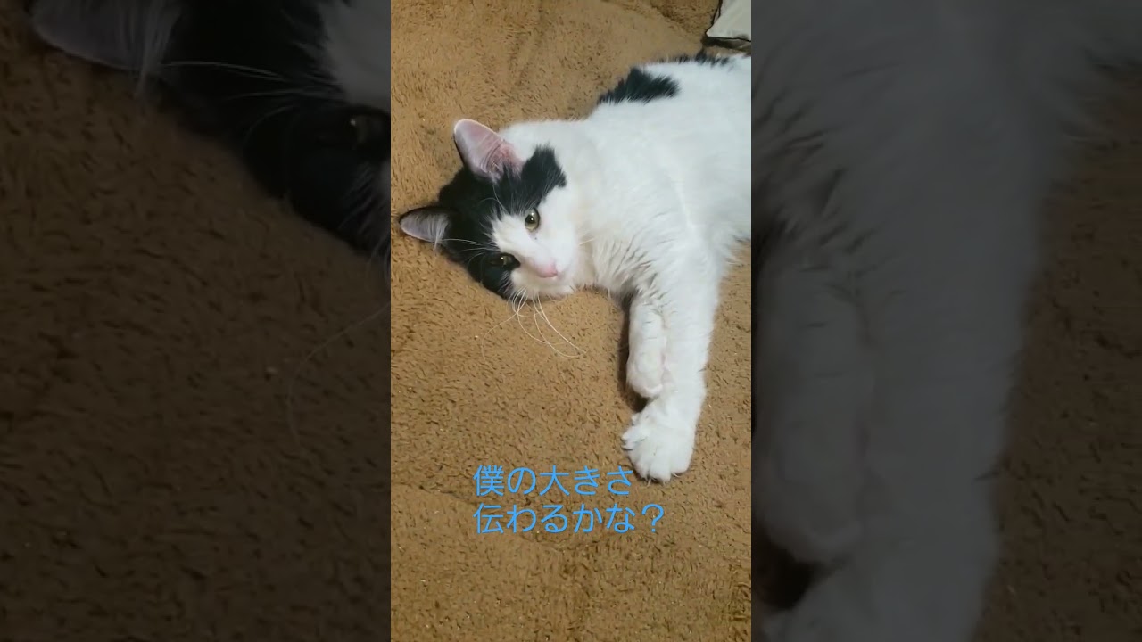 1歳を過ぎたメインクーン♂がこちら…#shorts #でかい猫#チャンネル登録