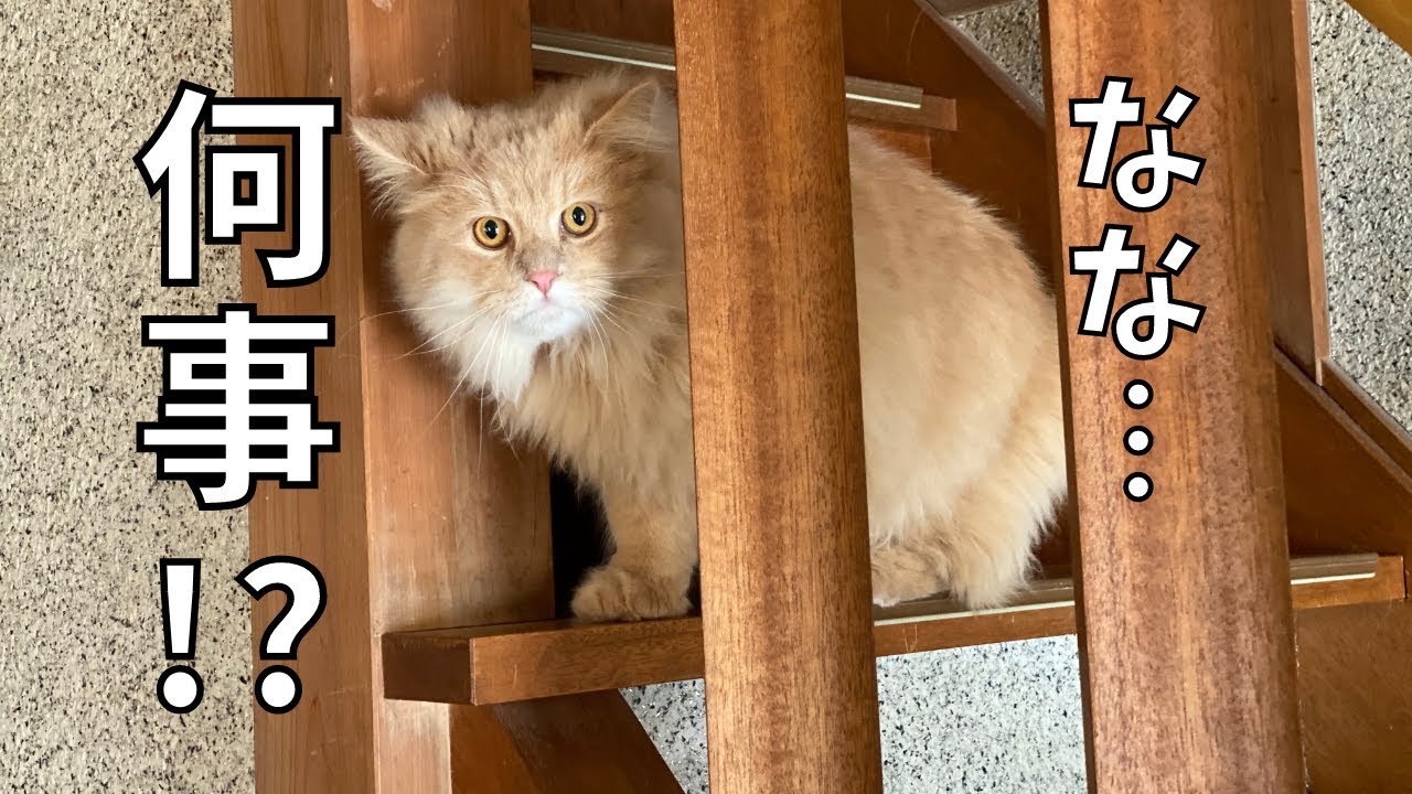 猫ってこんなに怖がり？ビビりな姿もかわいい【サイベリアン・ノルウェージャンフォレストキャット・多頭飼い】