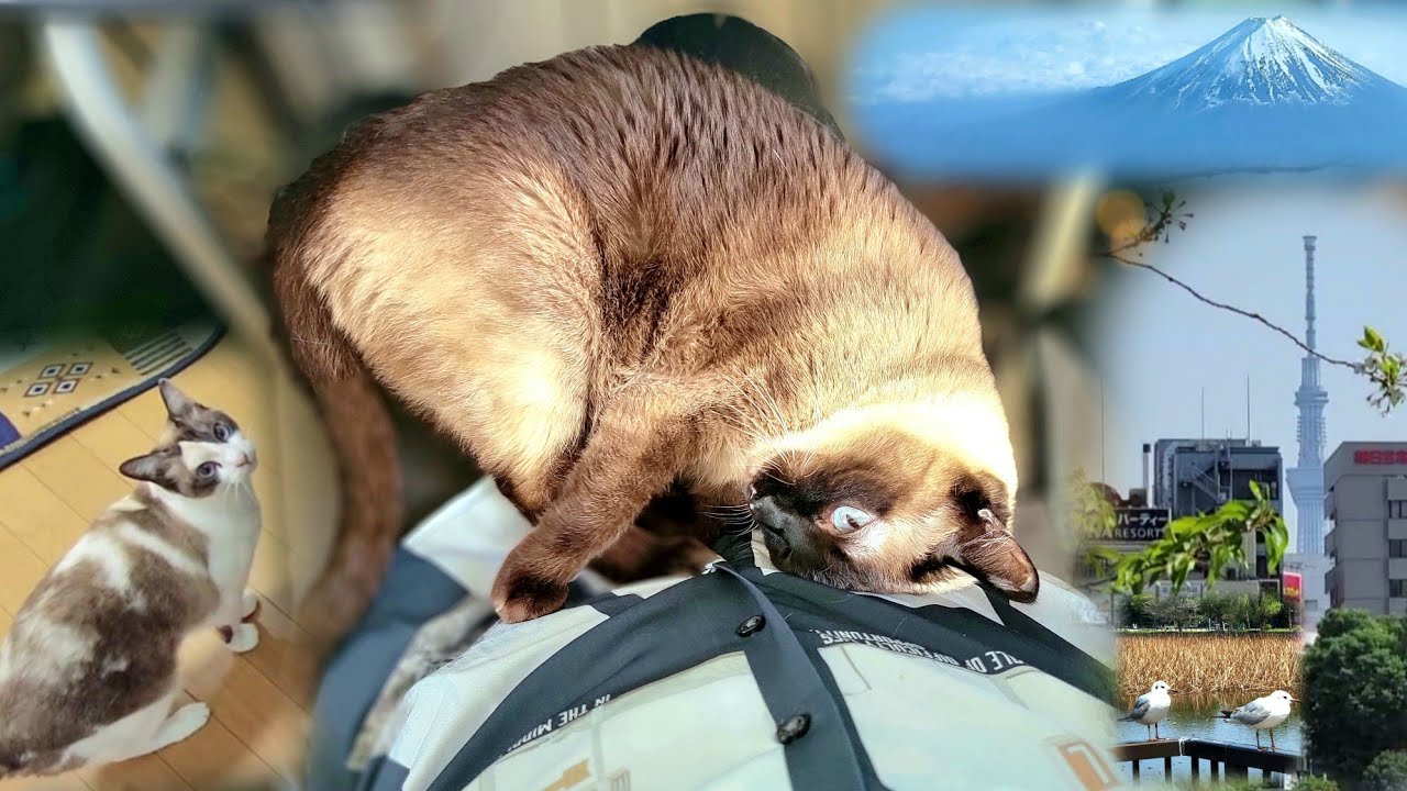 出張から５日ぶりに帰宅して一先ず座ったら2秒で膝に乗って来たシャム猫🛫