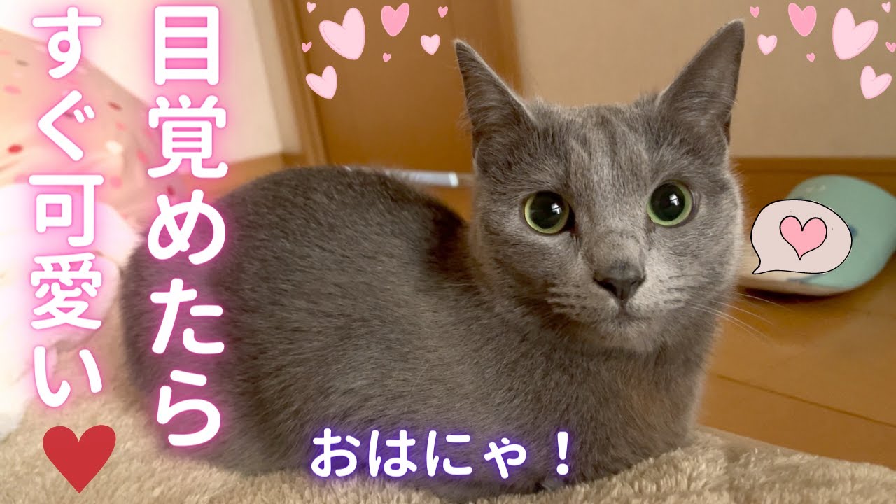 ママを見守る妖精🧚そら（ロシアンブルー）