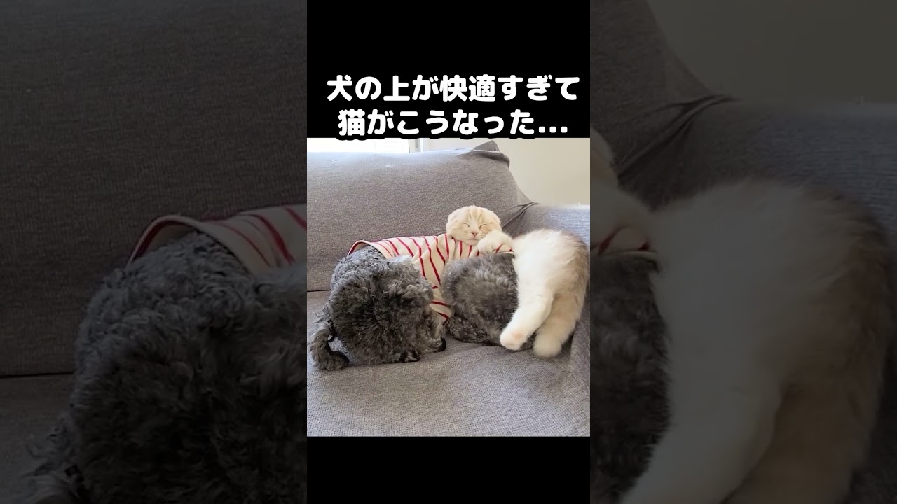 犬の上が快適すぎてこうなってた猫...笑 #猫