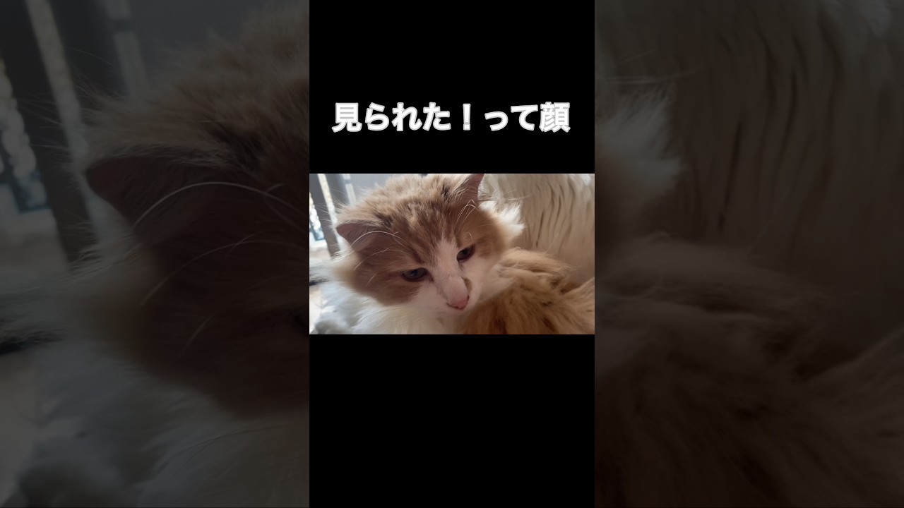 猫の熱愛発覚#shorts #short #ノルウェージャンフォレストキャット #アメリカンカール #猫
