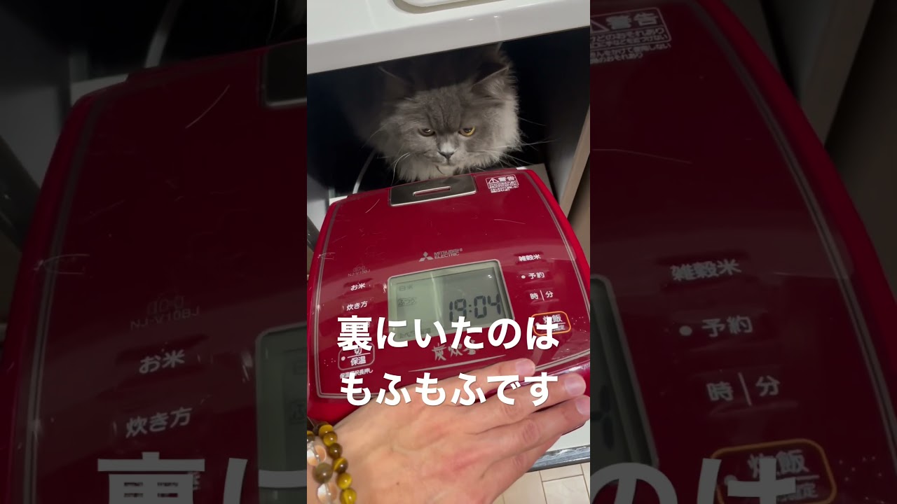 裏にいたのは… #ラガマフィン #猫のいる暮らし #猫動画