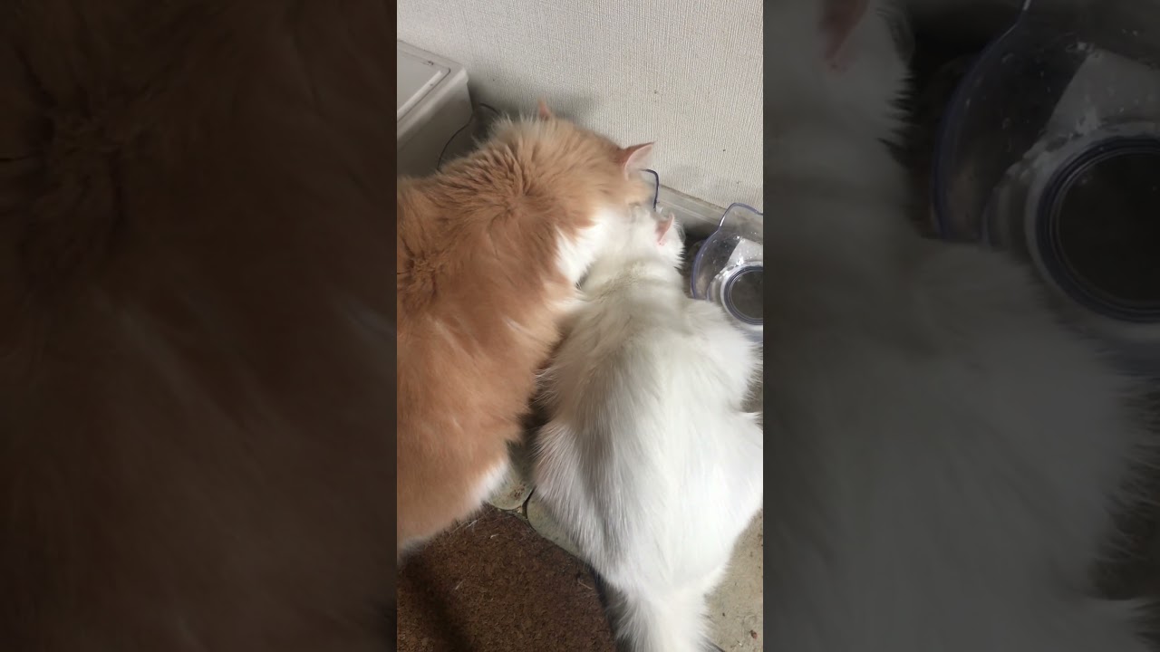 同じ水を飲む猫たち#shorts #short #アメリカンカール #ノルウェージャンフォレストキャット #猫