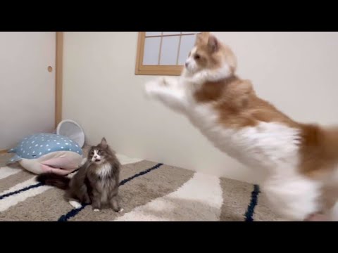 【ジャンプ‼︎】走り回って飛び回る、ノルウェージャンフォレストキャットたちwww