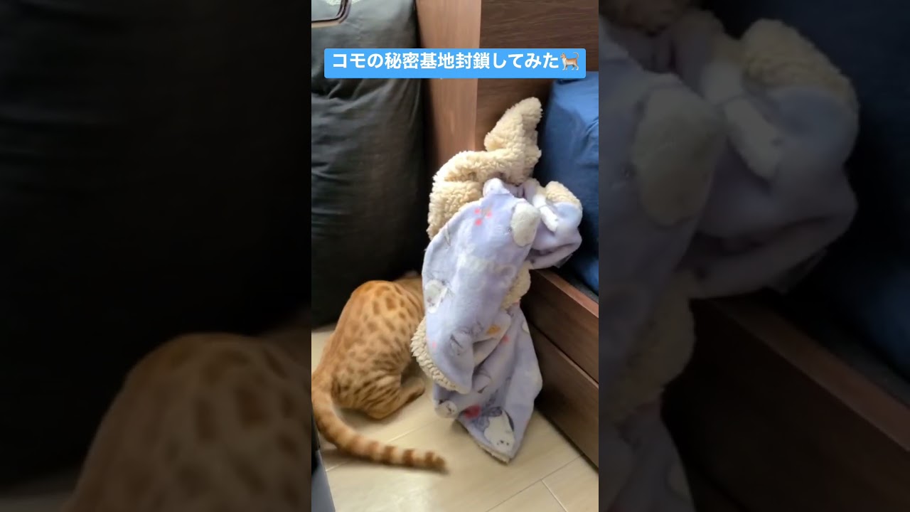 朝から主にいたずらされるコモ🐈 #キンカロー #猫 #cat #子猫 #猫のいる暮らし #catlover #고양이 #catvideos #catlovers #catvideo
