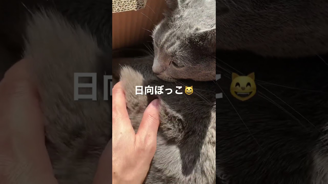 日向ぼっこ猫😸#ねこ #猫動画 #ねこのいる生活 #russianblue #ロシアンブルー