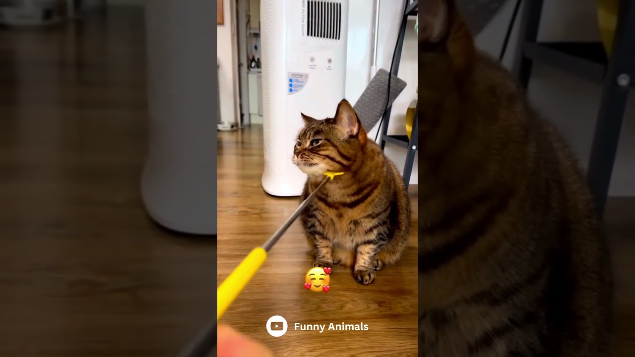 Funny cat 😺 #shorts #cat #cats #animals #animal #cutecat #pet #cute #love #catlover #fyp #foryou