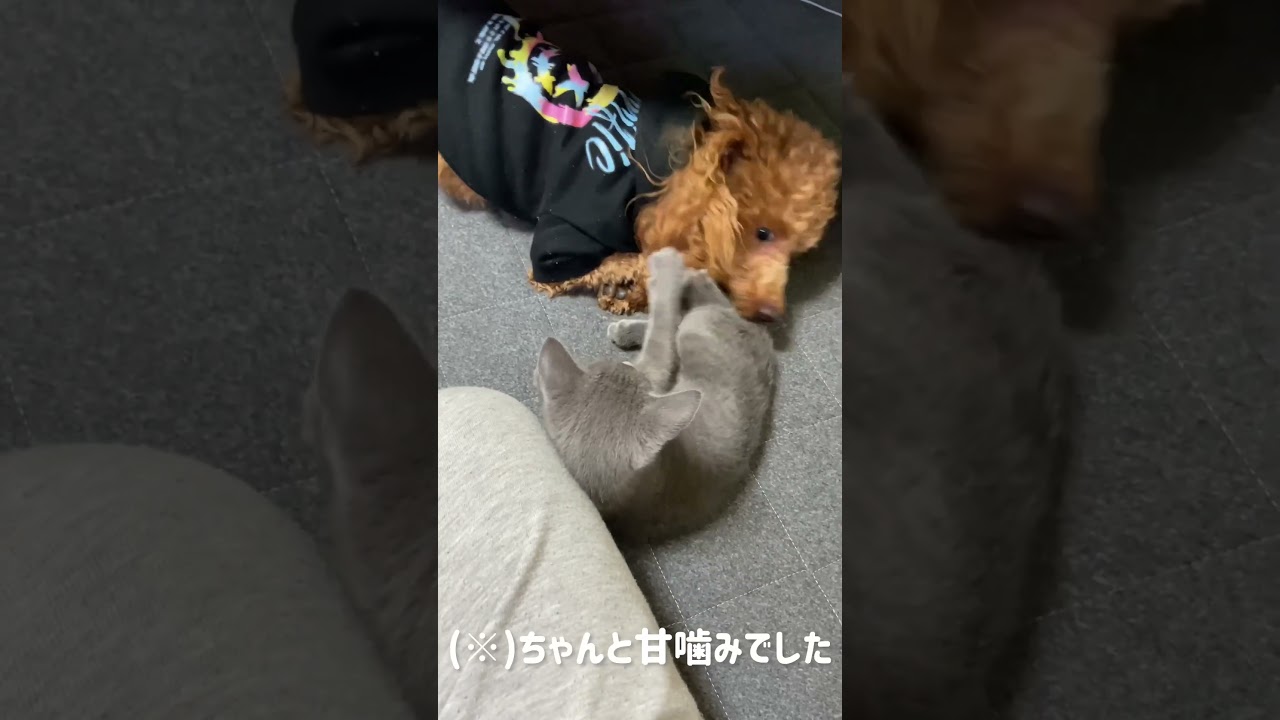🐱初めてお家にやってきた日の事🐶#トイプードル  #ロシアンブルー  #家族  #犬 #猫 #cat #dog #かわいい猫 #かわいい犬