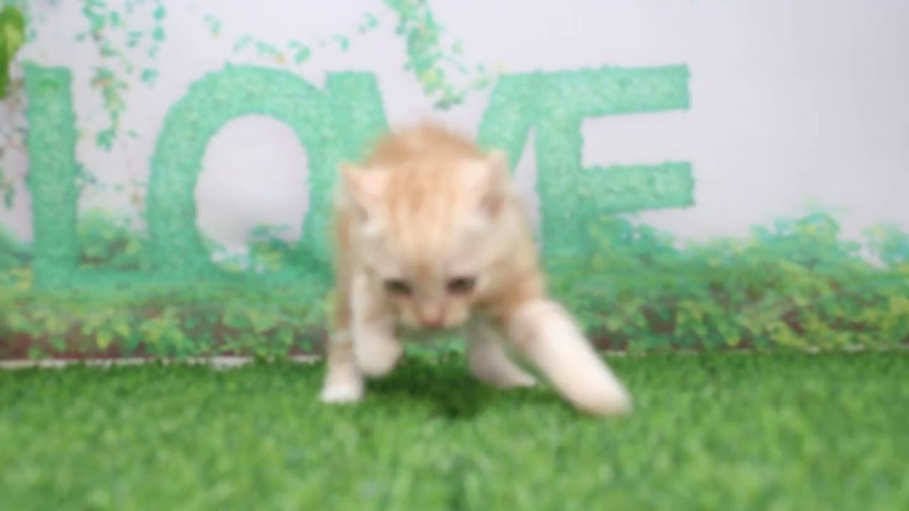 Coo&RIKU　No628745　アメリカンカール