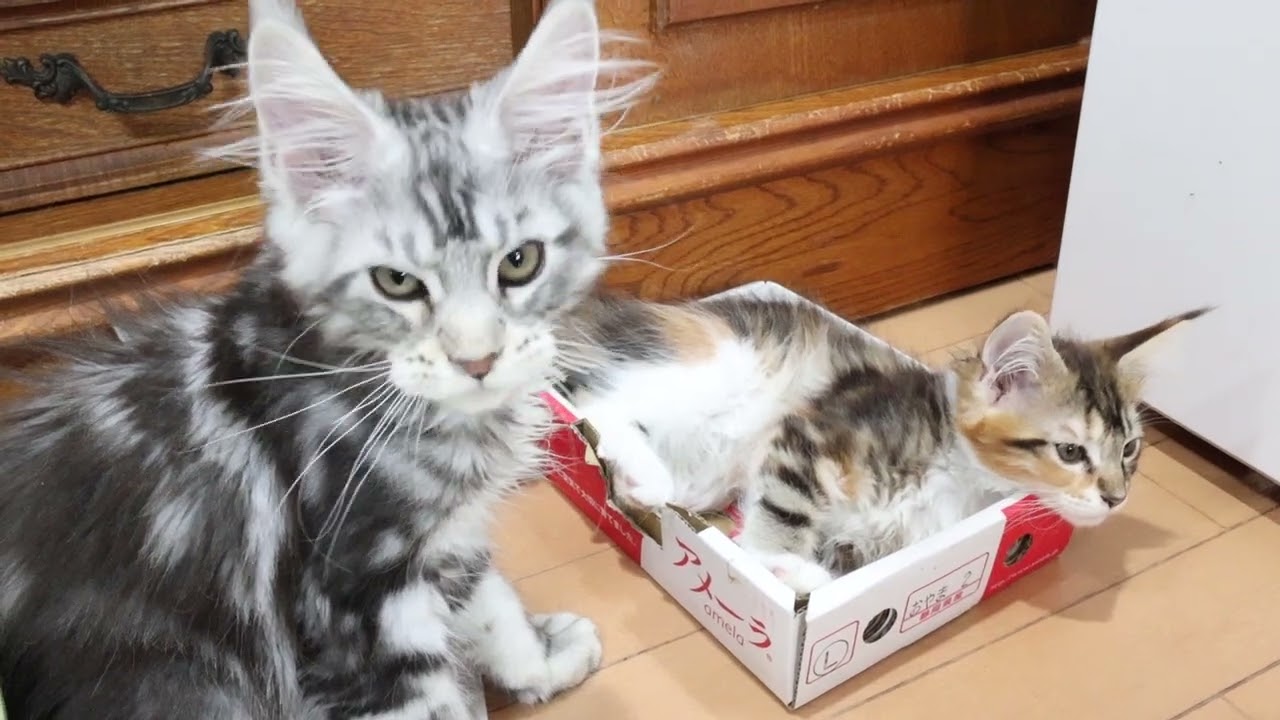 日曜朝メインクーン子猫カフェ開店