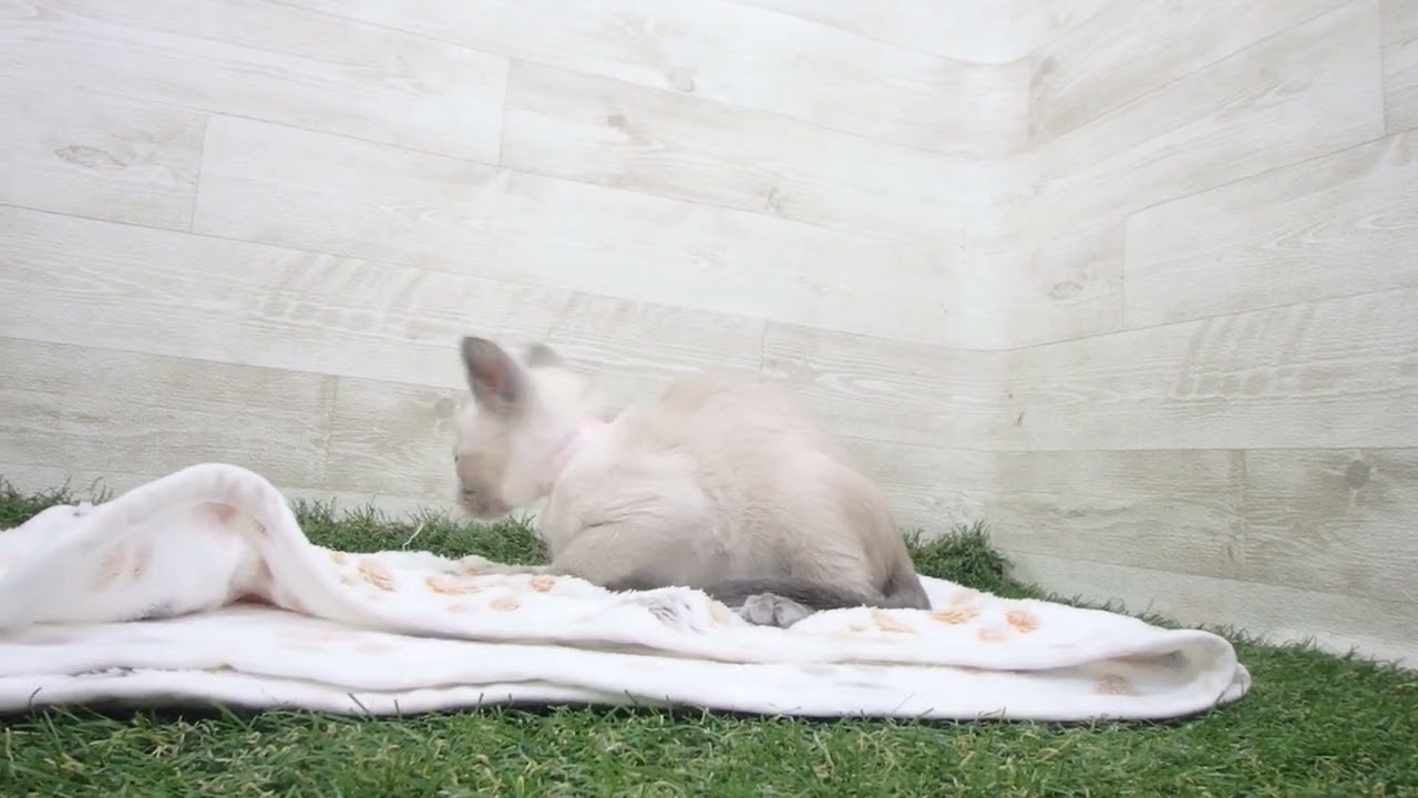 ペットショップcoo&riku No.00628805 トンキニーズ