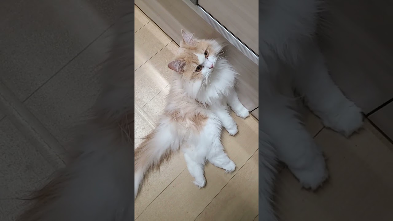 ラガマフィンのレオンは、そばにいたい派の甘えん坊。なんだかんだで、飼い主の近くにいる。