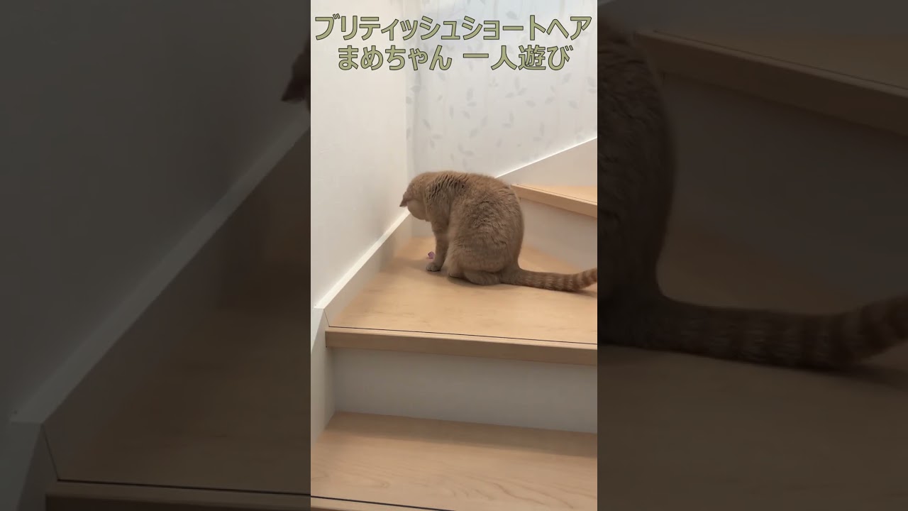 ブリティッシュショートヘア 飼い猫まめちゃん 一人遊び #Shorts