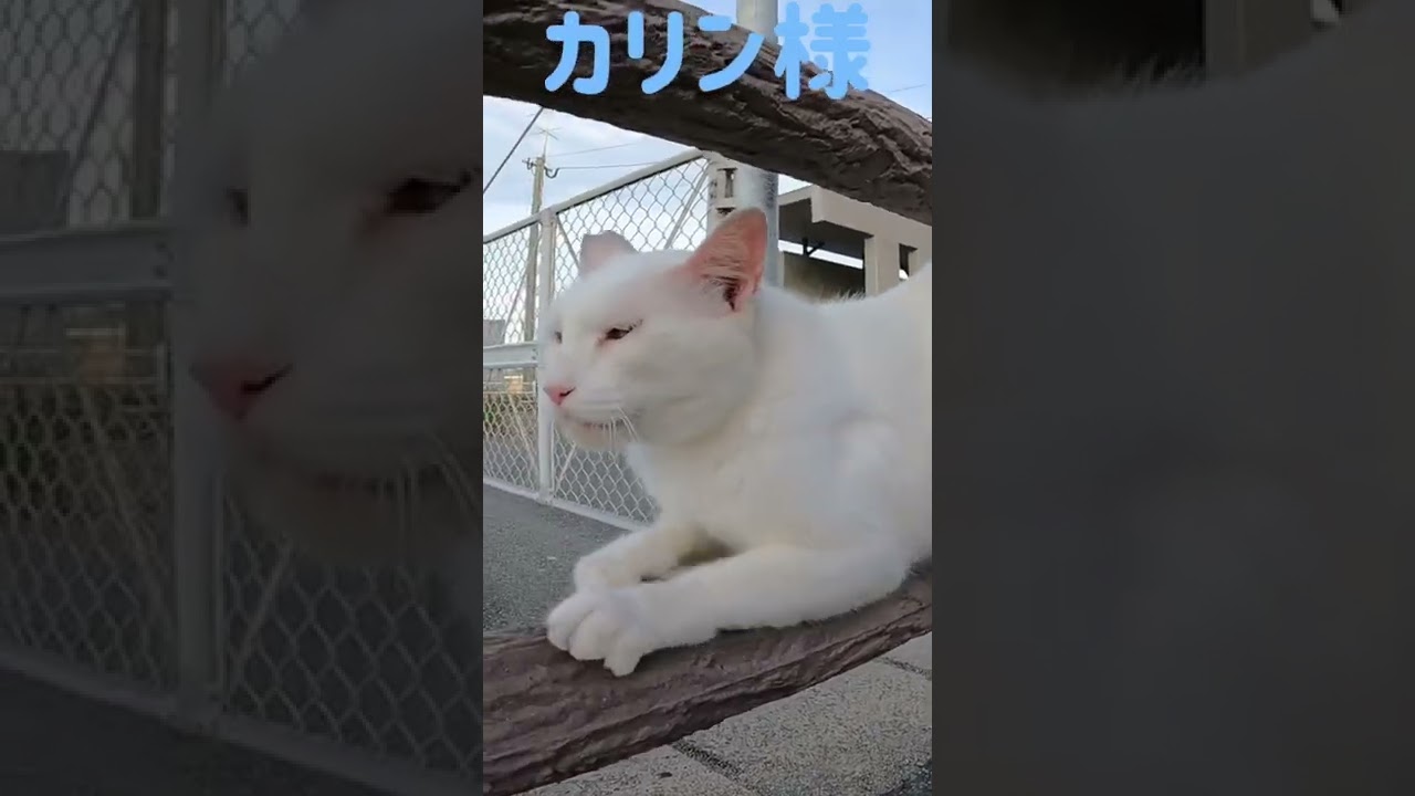 あの凶暴猫のカリン様が縄張りパトロールに出発‼️ Ferocious cat #shorts
