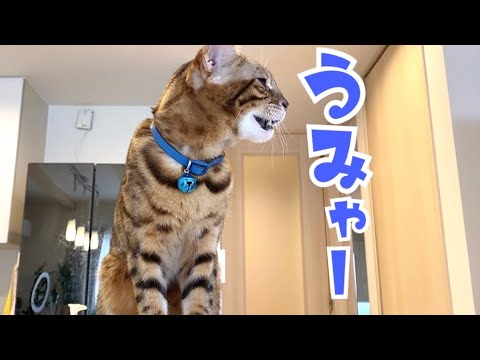 朝のミャーミャー鳴きまくりテト