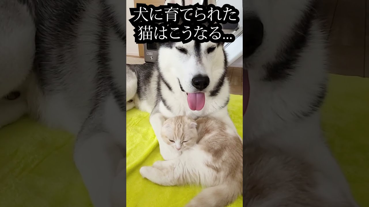 子猫が好きすぎて嬉しいハスキー犬...#shorts