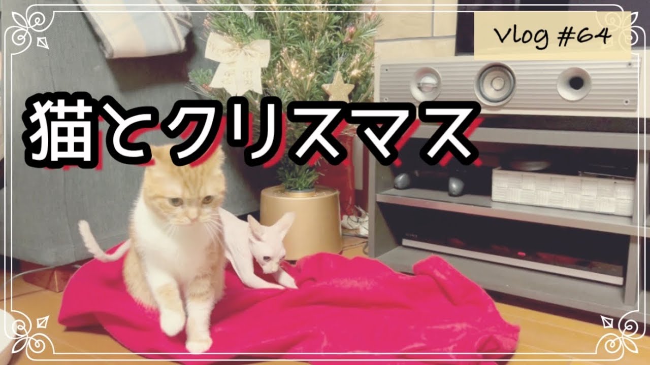 猫がいるとクリスマスは2倍楽しい！【スフィンクス/スコティッシュ】