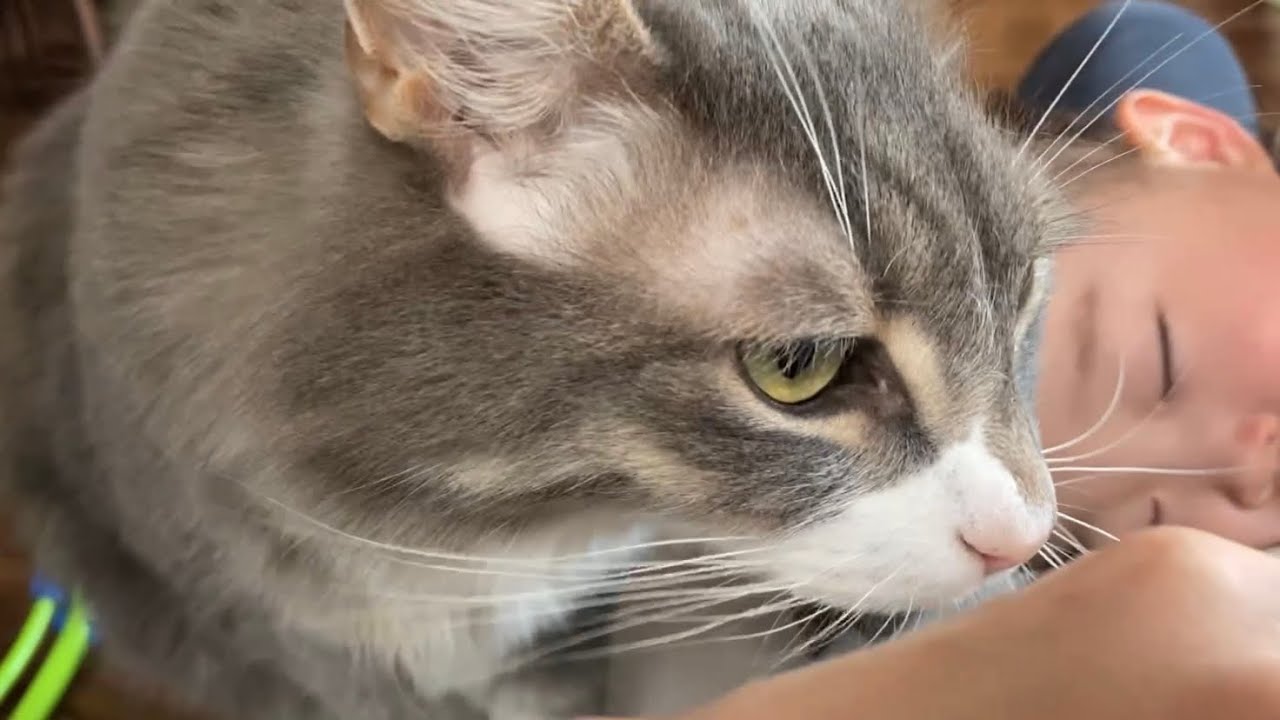 魅力的もふもふで子供を引き寄せる猫　ノルウェージャンフォレストキャットA cat that children want to touch. Norwegian Forest Cat.