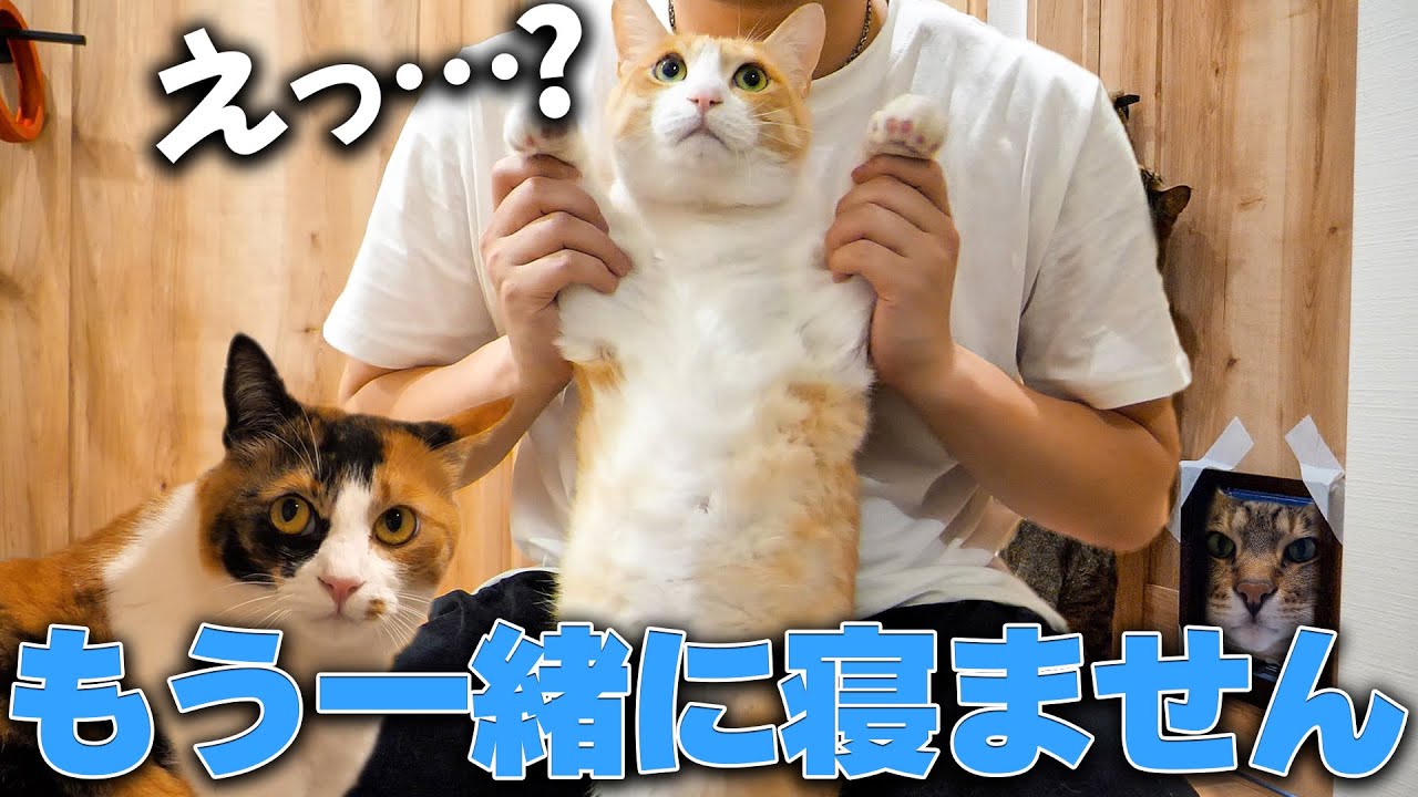 もうこれから猫たちと一緒に寝れないかもしれません…【家庭内別居】