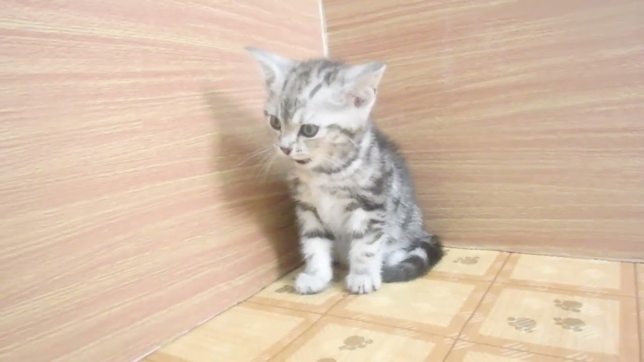 Coo&RIKU　No00628608 アメリカンカール