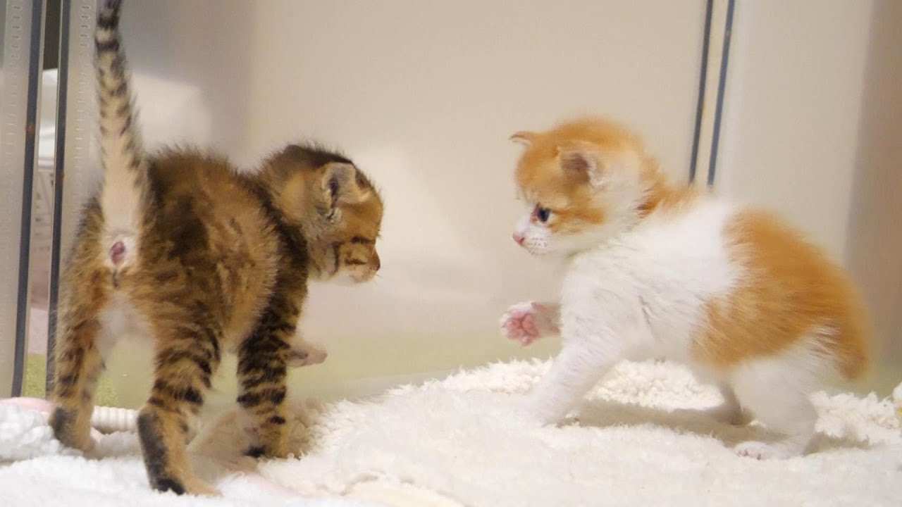 初めて見た子猫の威嚇のポーズにビビってしまう子猫【赤ちゃん猫　保護猫】