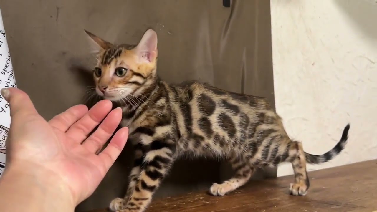 ベンガル ぱっちりお目々と美しいブラウンスポテッドタビー（とても毛並みが良く美しい柄）の女の子。