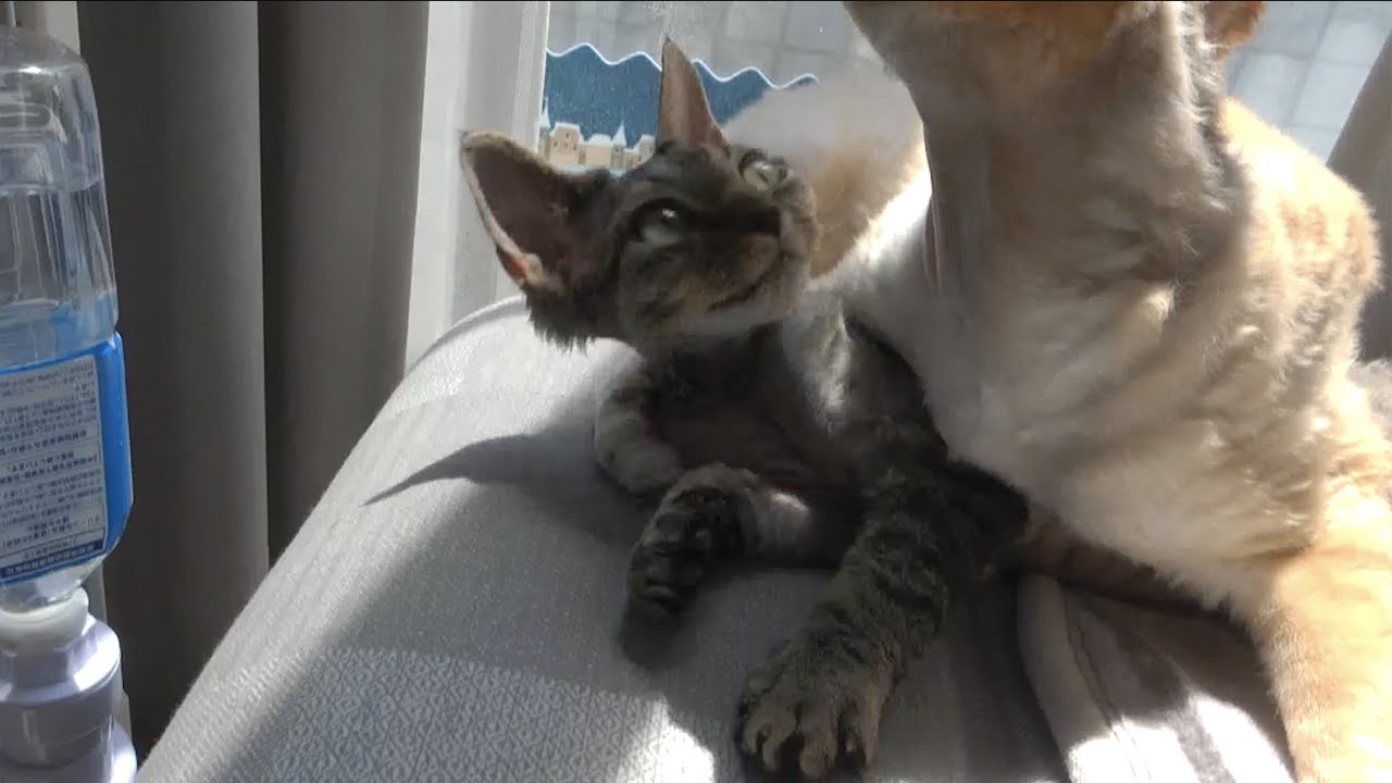 毎日戯れあっているデボンレックス猫兄弟〜第３弾〜(Devon Rex brothers playing with each other -part 3 -)
