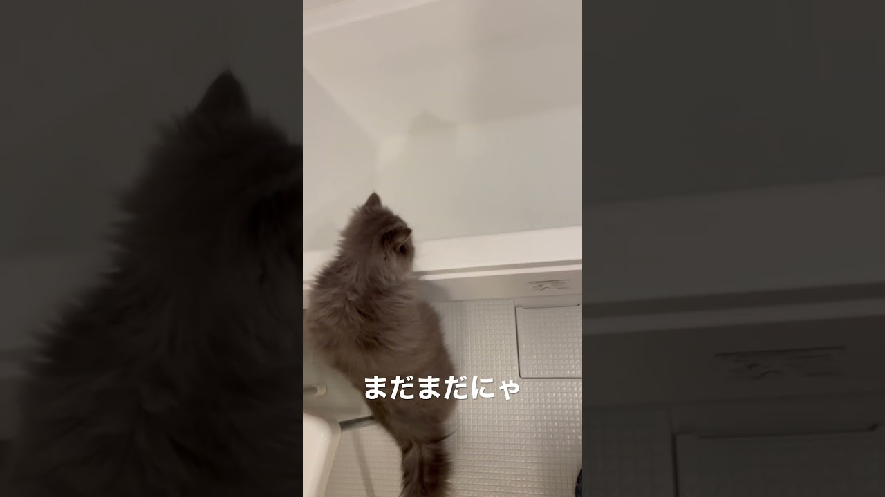 風呂のお湯を確認するラガマフィン #ラガマフィン #猫のいる暮らし #猫動画