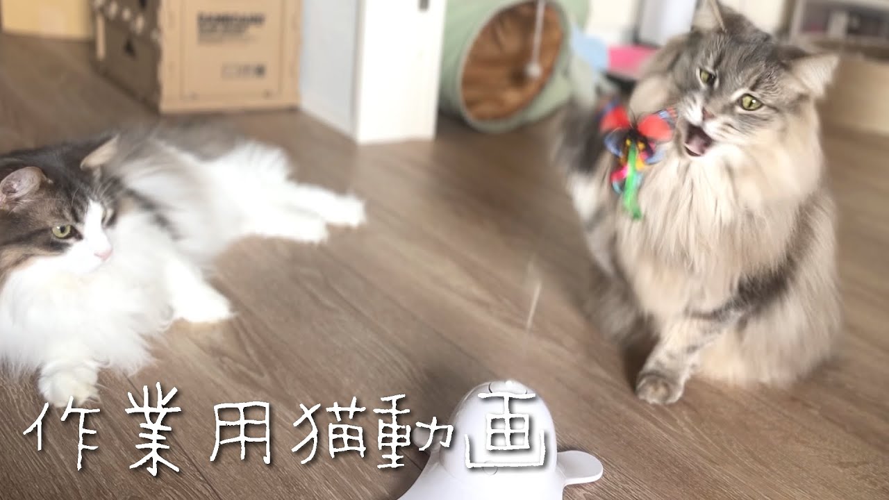 【作業用猫動画】猫が遊ぶ様子を眺める癒し動画 ノルウェージャンフォレストキャット