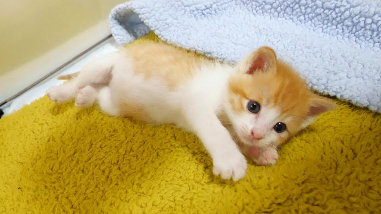ふたりボッチの子猫が喧嘩をしてしまいひとりぼっちに【赤ちゃん猫　保護猫】