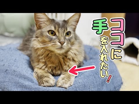 ソマリのお手々を触ったら…反応が悲しかったｗ