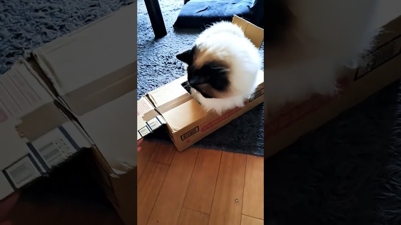 ネコの段ボール遊び🐈️#ラグドール#ラテ#可愛い猫#猫の日常