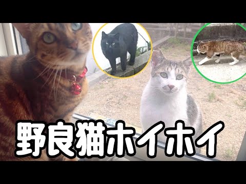 新猫大量発生！うちの庭は野良猫ホイホイらしいです