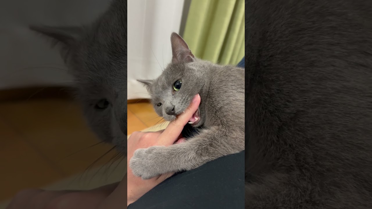 自分の唾液が「くっさ〜」な猫（ロシアンブルー）#shorts