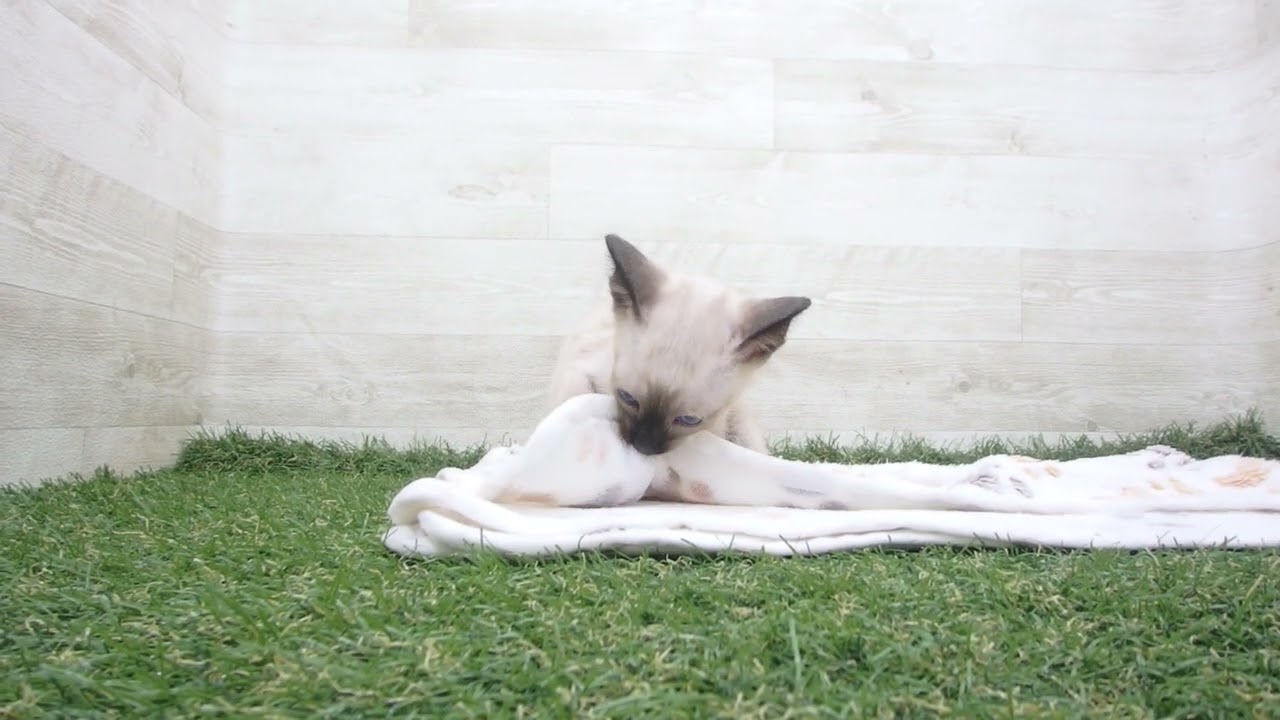 ペットショップcoo&riku No.00628801 トンキニーズ