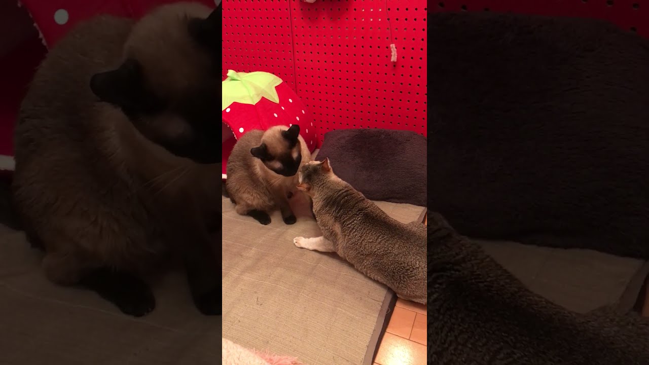 ジリジリにらみ合いをするシンガプーラとたぬき猫なのにゃ♪