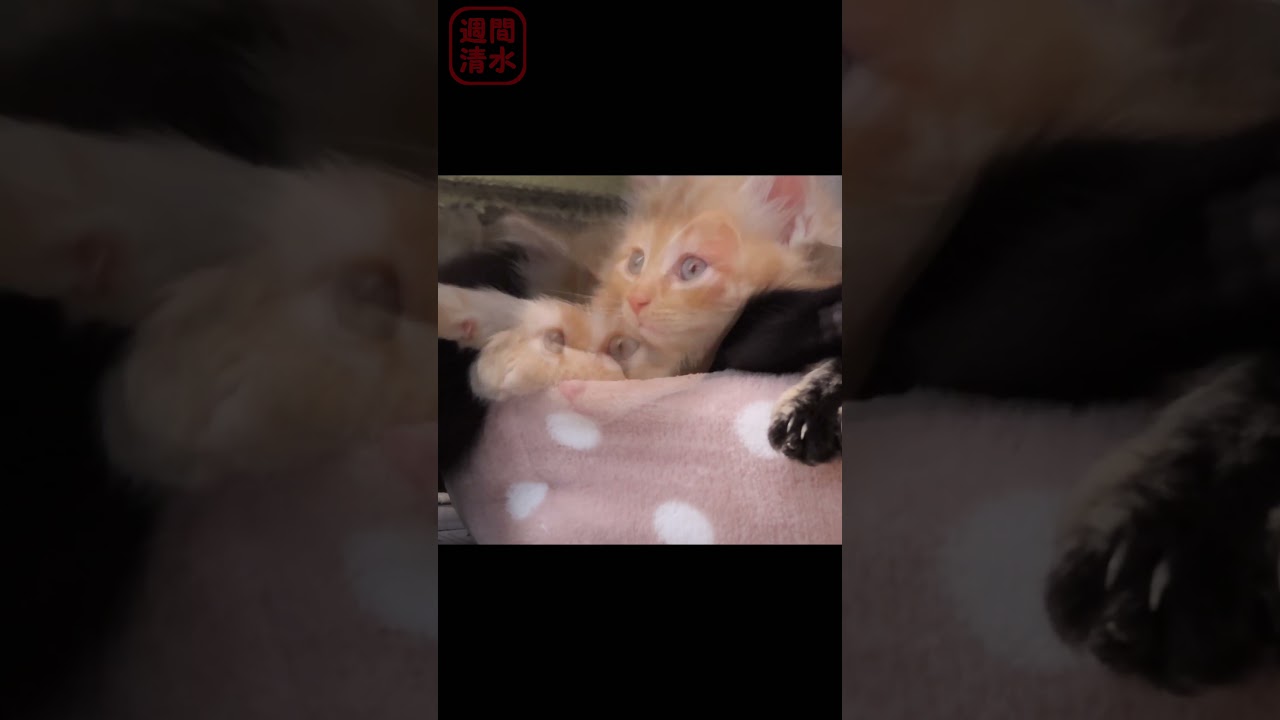 茶トラの子猫 可愛くあくびをする。#shorts Cute kitten Yawning. 保護猫 長毛