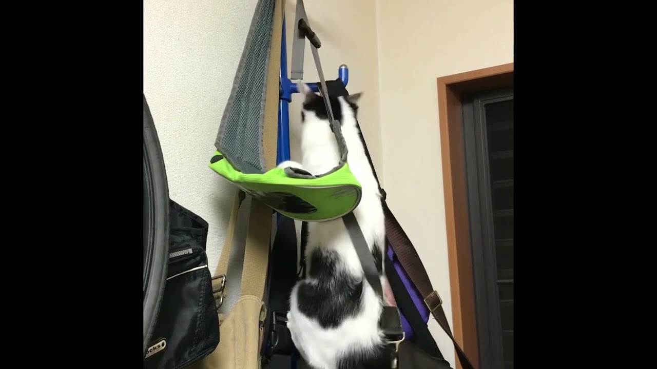 「パパさんのかばんのジャングルをパトロールしているにゃ」