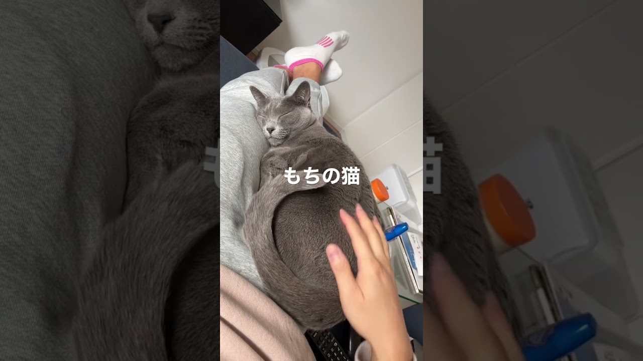 もちもちの猫#catlover #cat #russianblue #かわいい #ねこ #ロシアンブルー #猫のいる暮らし #猫動画 #猫