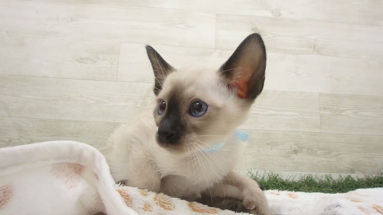 ペットショップcoo&riku No.00628802 トンキニーズ