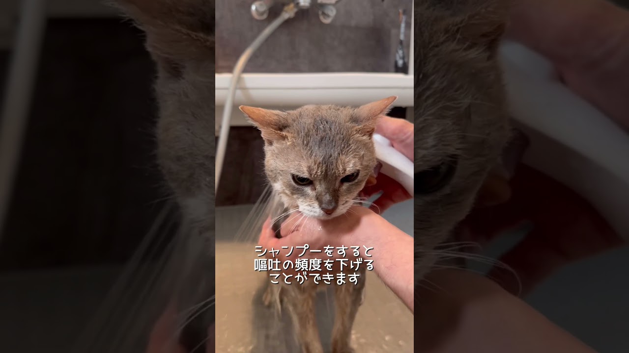 猫のシャンプーの必要性と効果