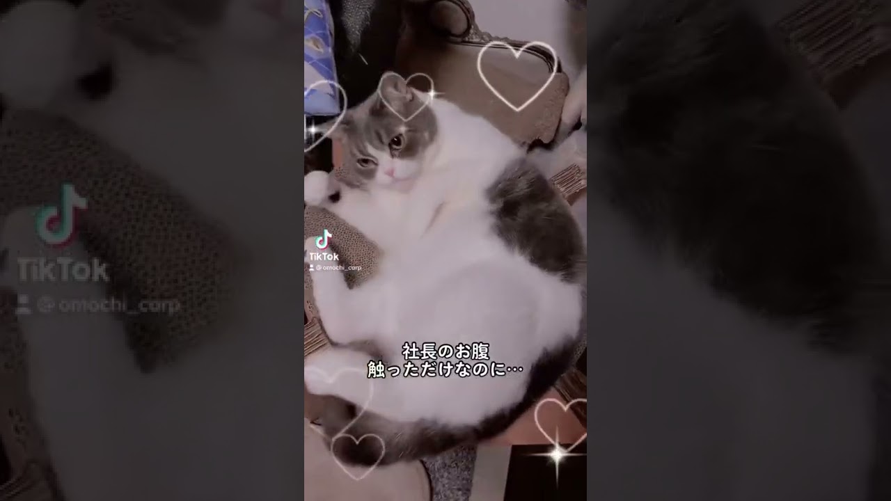 ブリティッシュショートヘアのモフモフおなかを触ったら噛まれてもたw #ねこ #猫 #もちまる #おもち #もち #ブリティッシュショートヘア #猫のいる暮らし #マンチカン #猫好き #猫動画