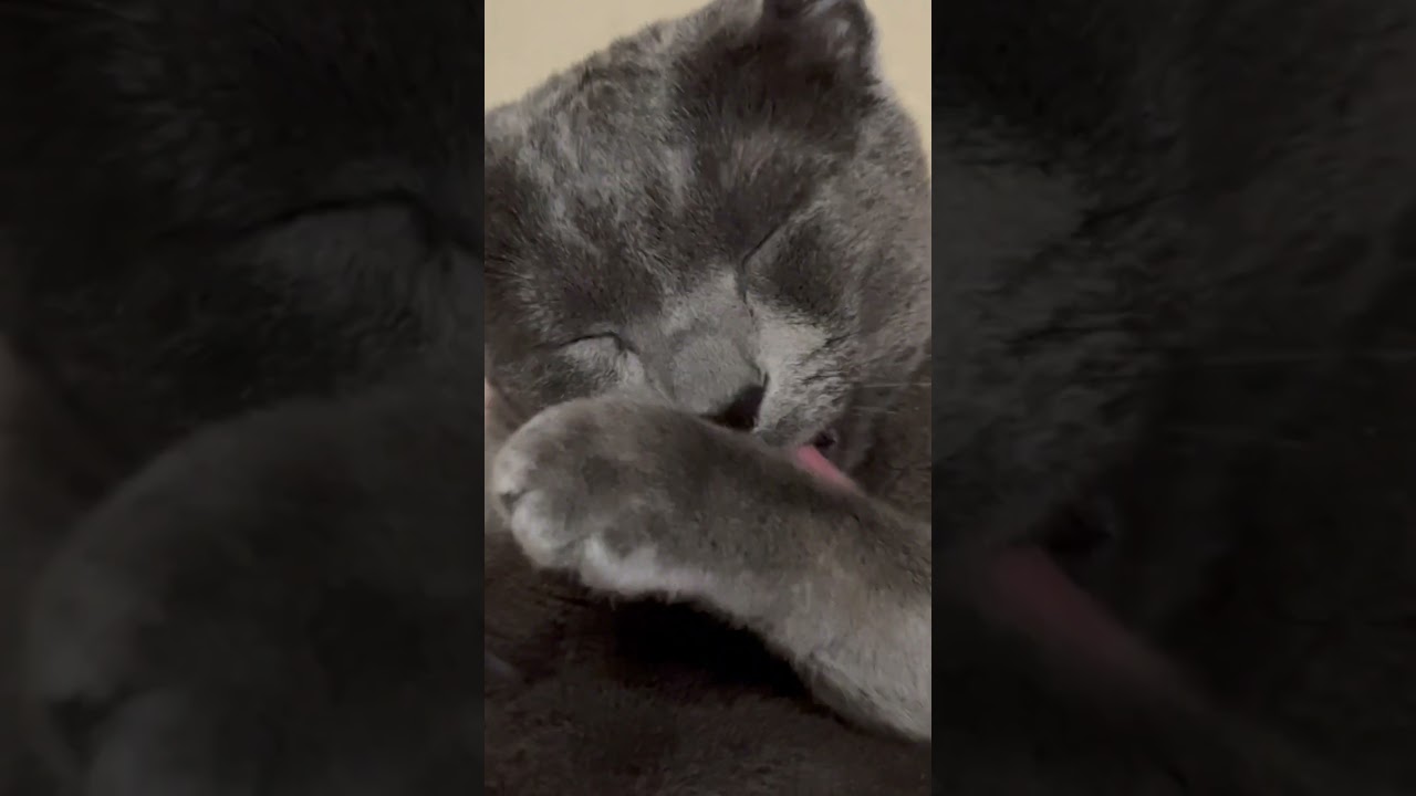 【ロシアンブルー】まったりめろんの毛づくろい😊【猫】#shorts