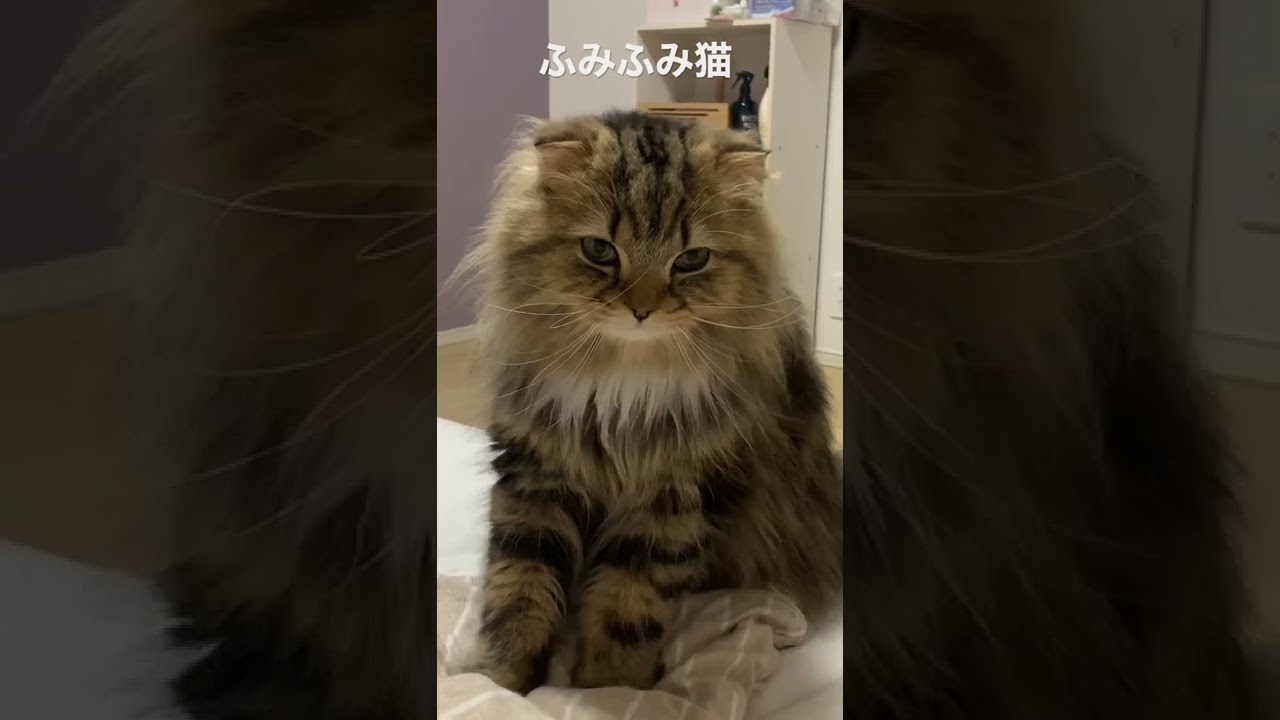 ふみふみ猫#shorts #猫 #可愛い #癒し #スコティッシュフォールド #ペルシャ #動物 #ネコ #cat