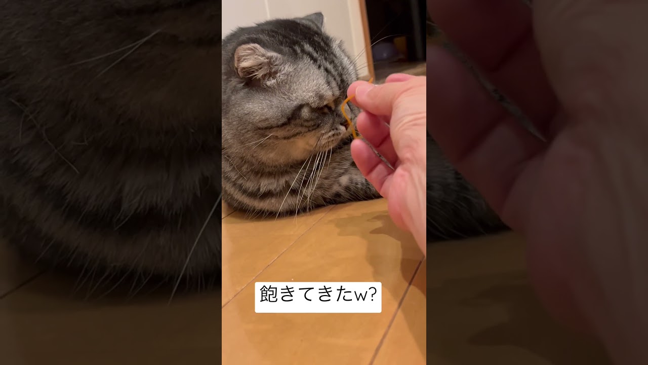ゴムと一生懸命遊ぶ猫の姿がかわいかった