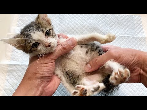 自力で排便できない子猫をマッサージ