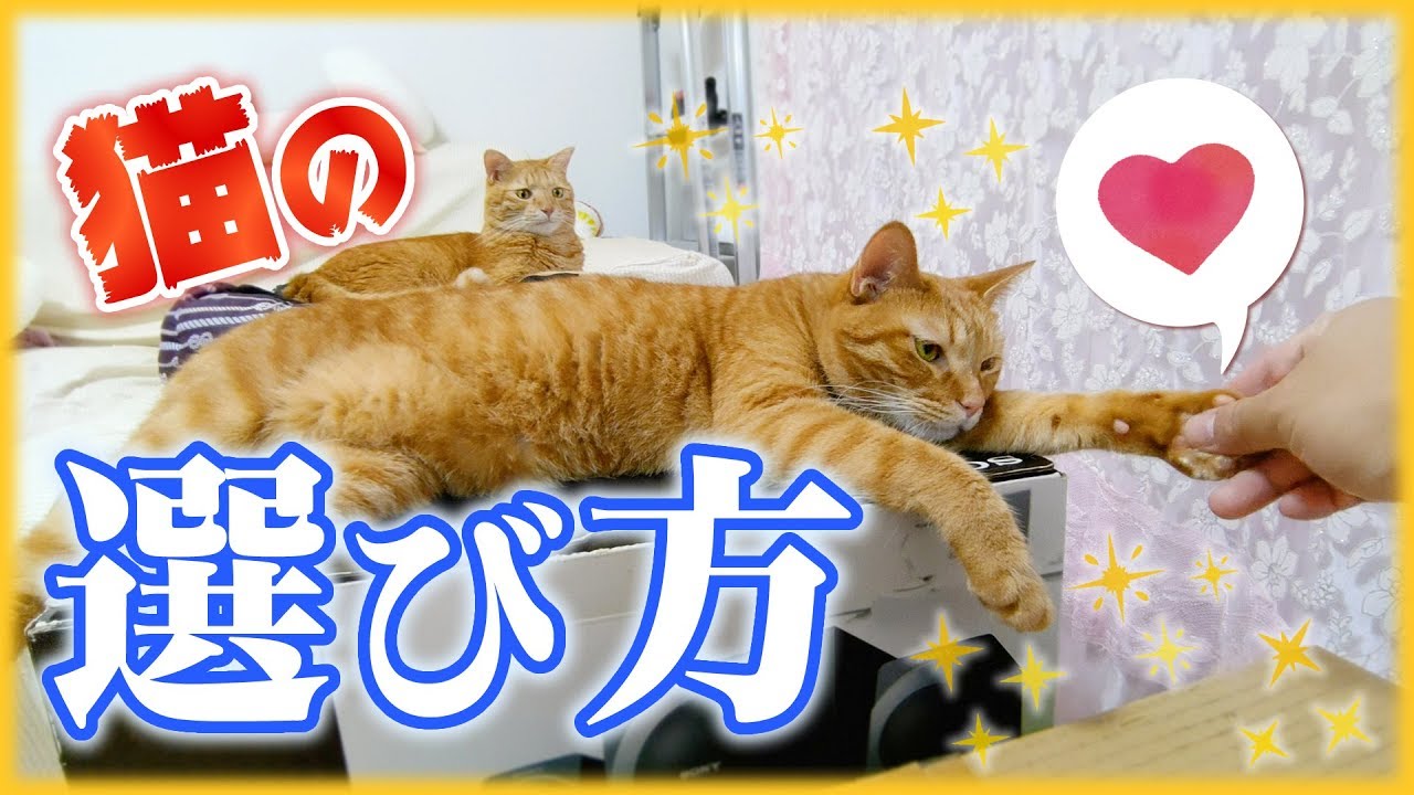 猫の選び方、これから飼う方へ後悔しない選択！性別・年齢・猫種・毛の柄による性格や特徴を紹介