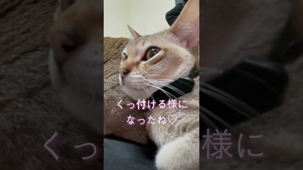 兄猫に甘える子猫ちゃん