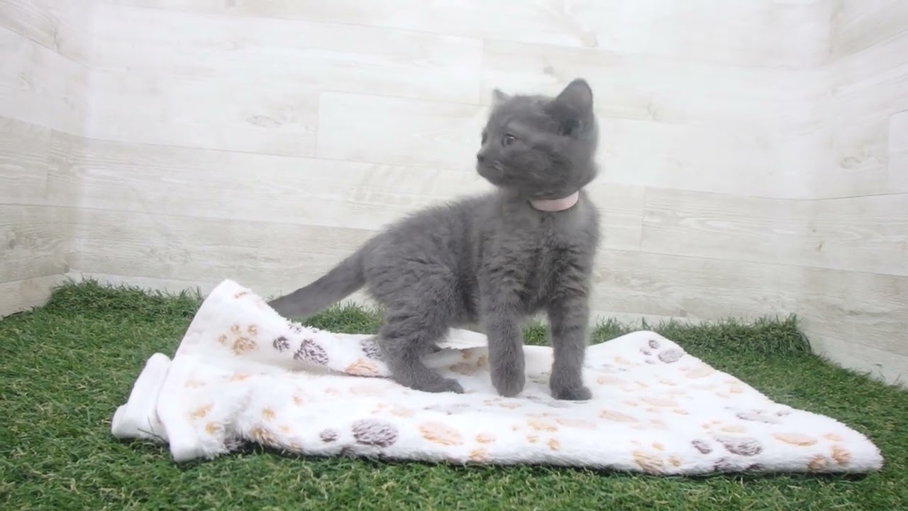 Coo&RIKU　No00629660 ブリティッシュショートヘアー